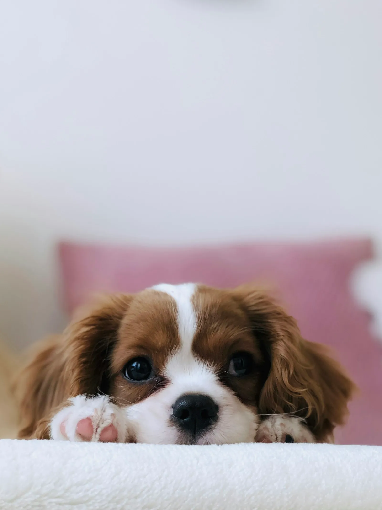 ブランケットの上でくつろぐキャバリアの子犬