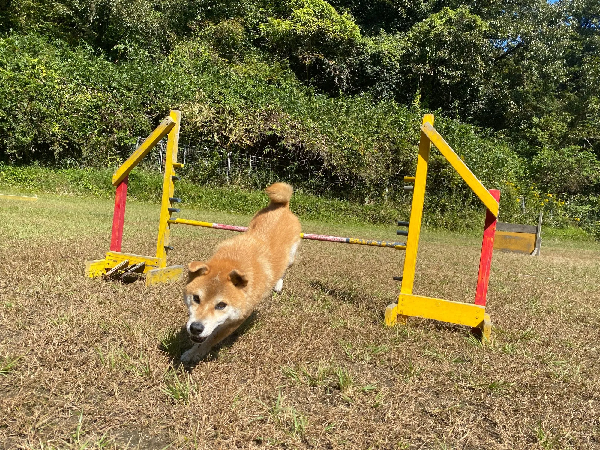 ハードルを跳び越えるトレーニング中の柴犬