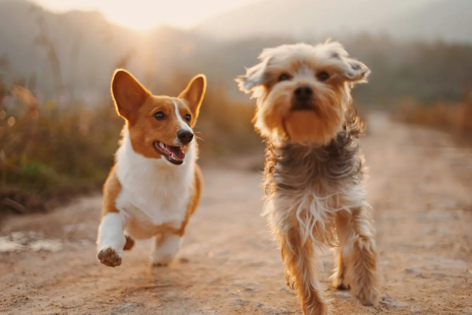 子犬幼稚園