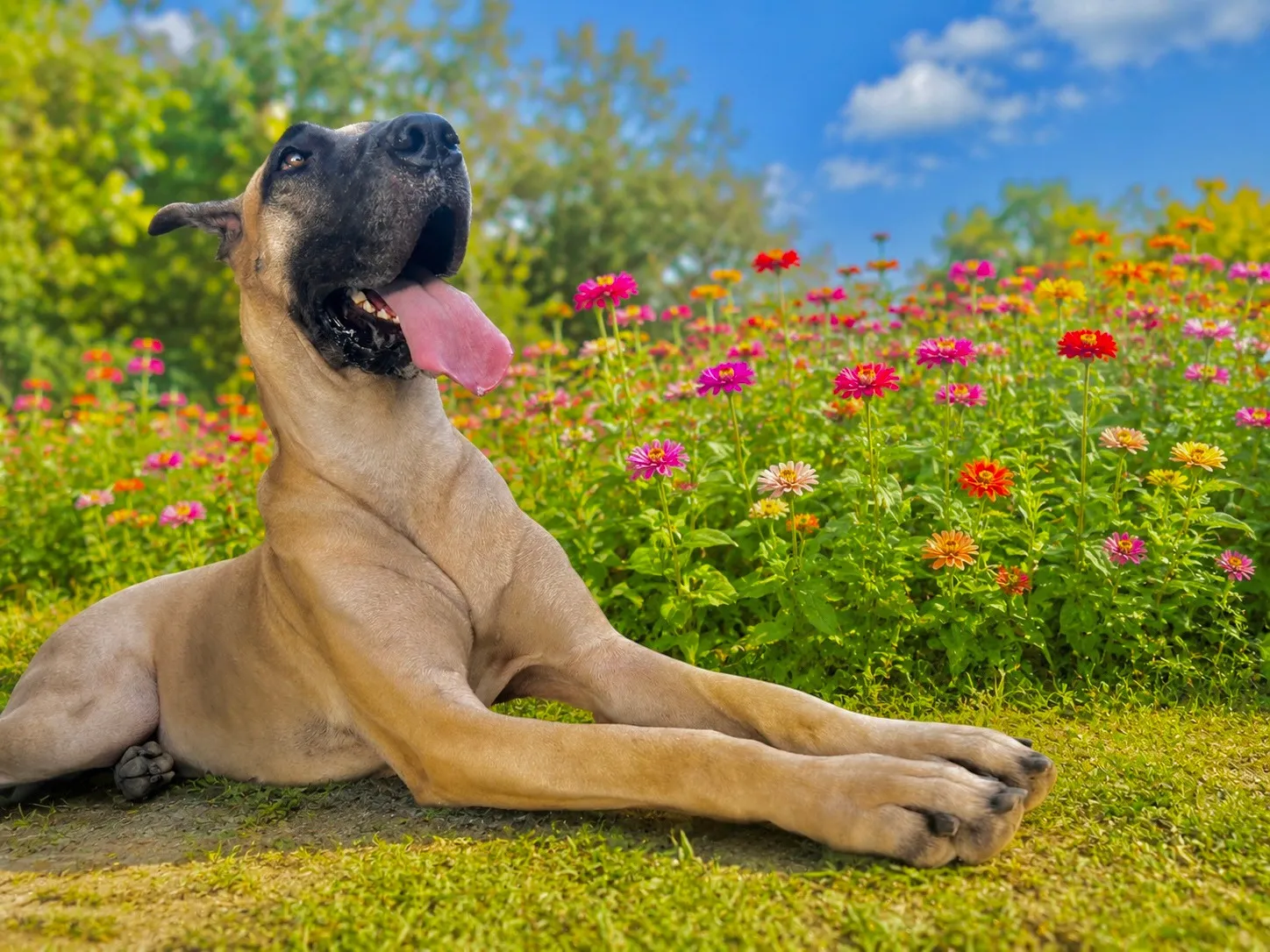 ジニア（百日草）の花畑の前でくつろぐ大型犬