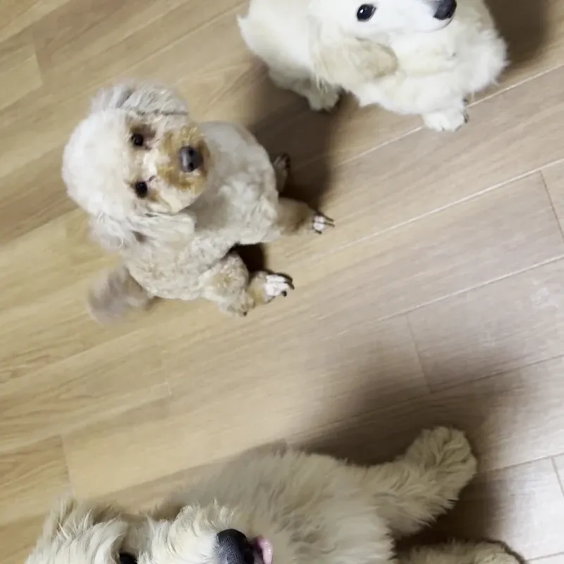 田中様の口コミ写真（見上げるわんちゃんたち）